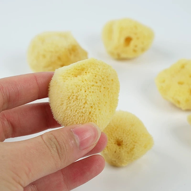 Natural Sea Sponge