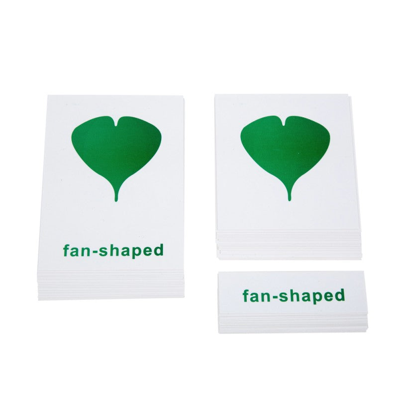 Botany Cabinet: Nomenclature Cards