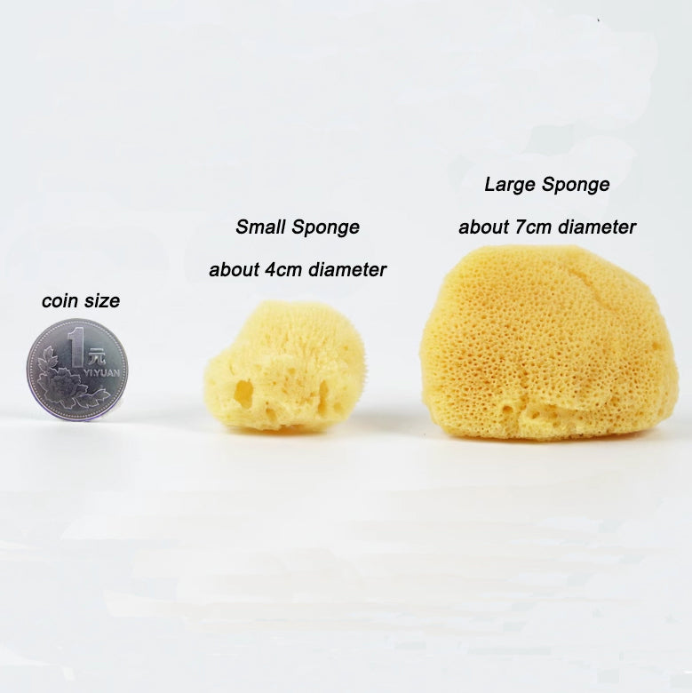 Natural Sea Sponge