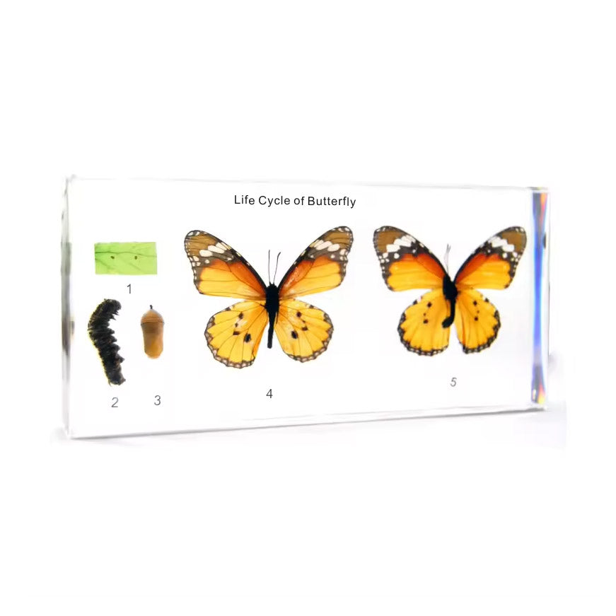 Acrylic Specimen