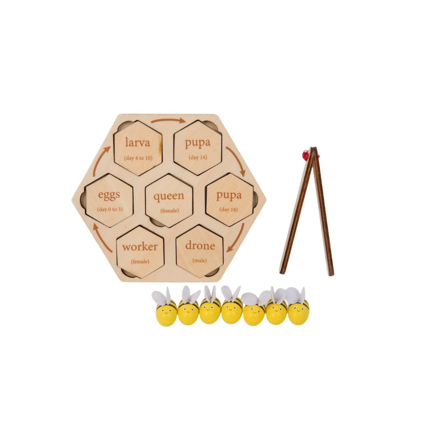Life Cycle of Honey Bee