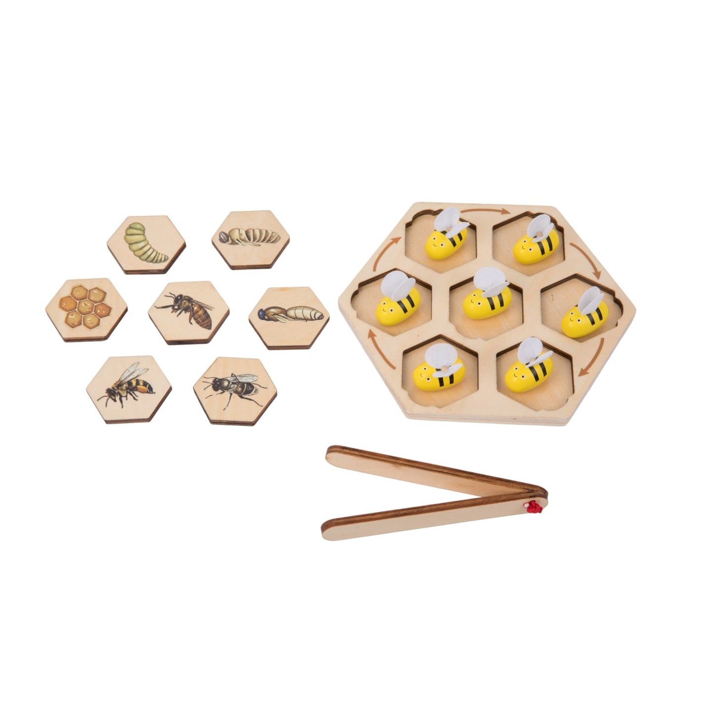 Life Cycle of Honey Bee