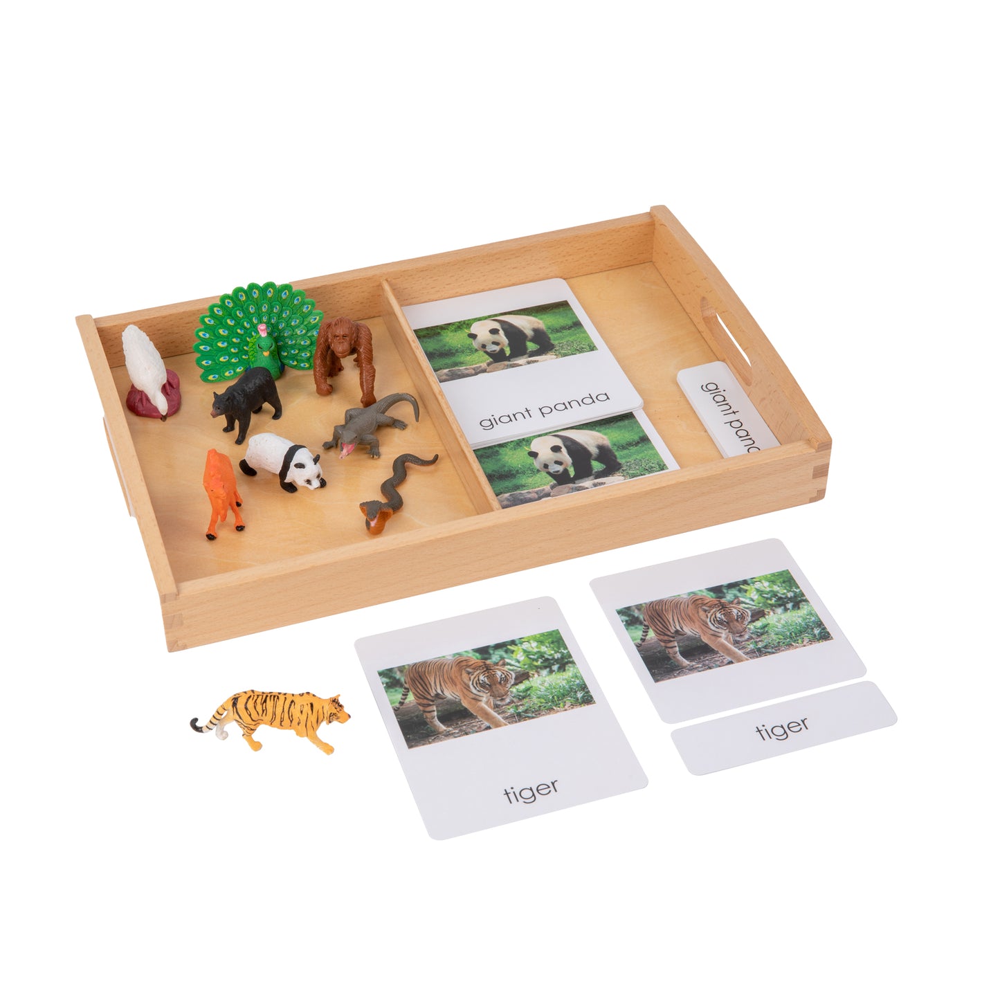 Animal from Asia Objects with Sorting Cards