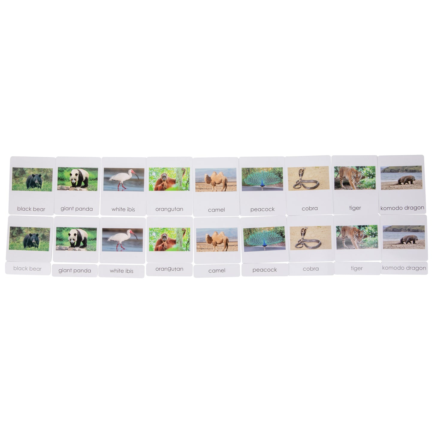 Asian Wildlife Sorting Cards