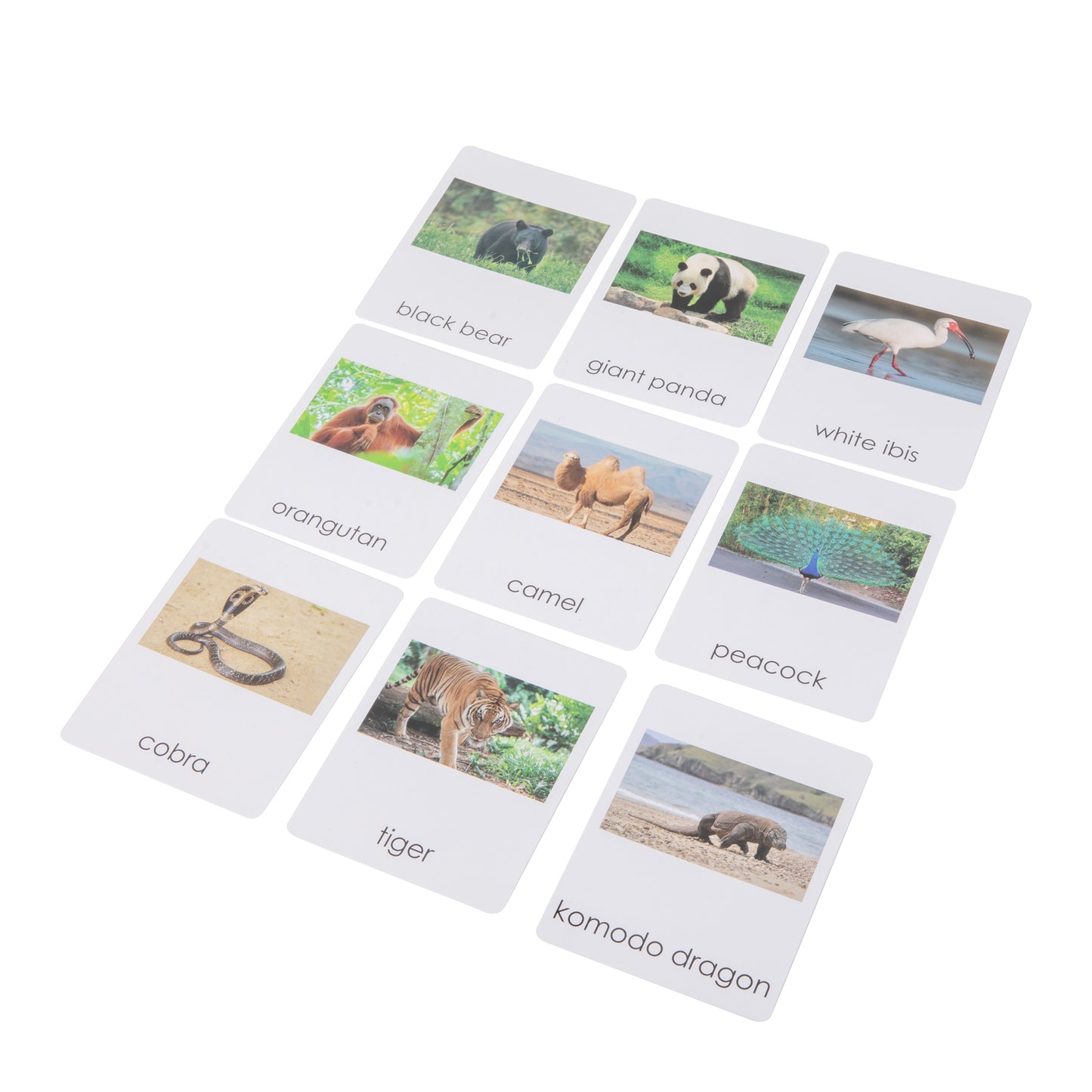 Asian Wildlife Sorting Cards
