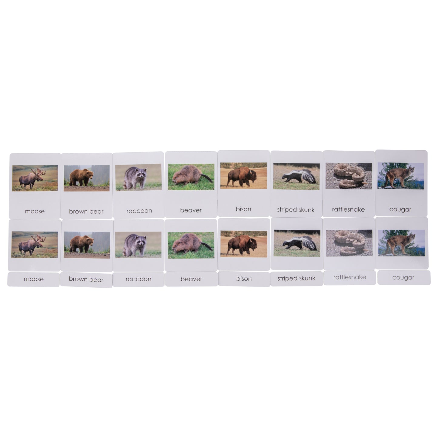 North American Wildlife Sorting Cards