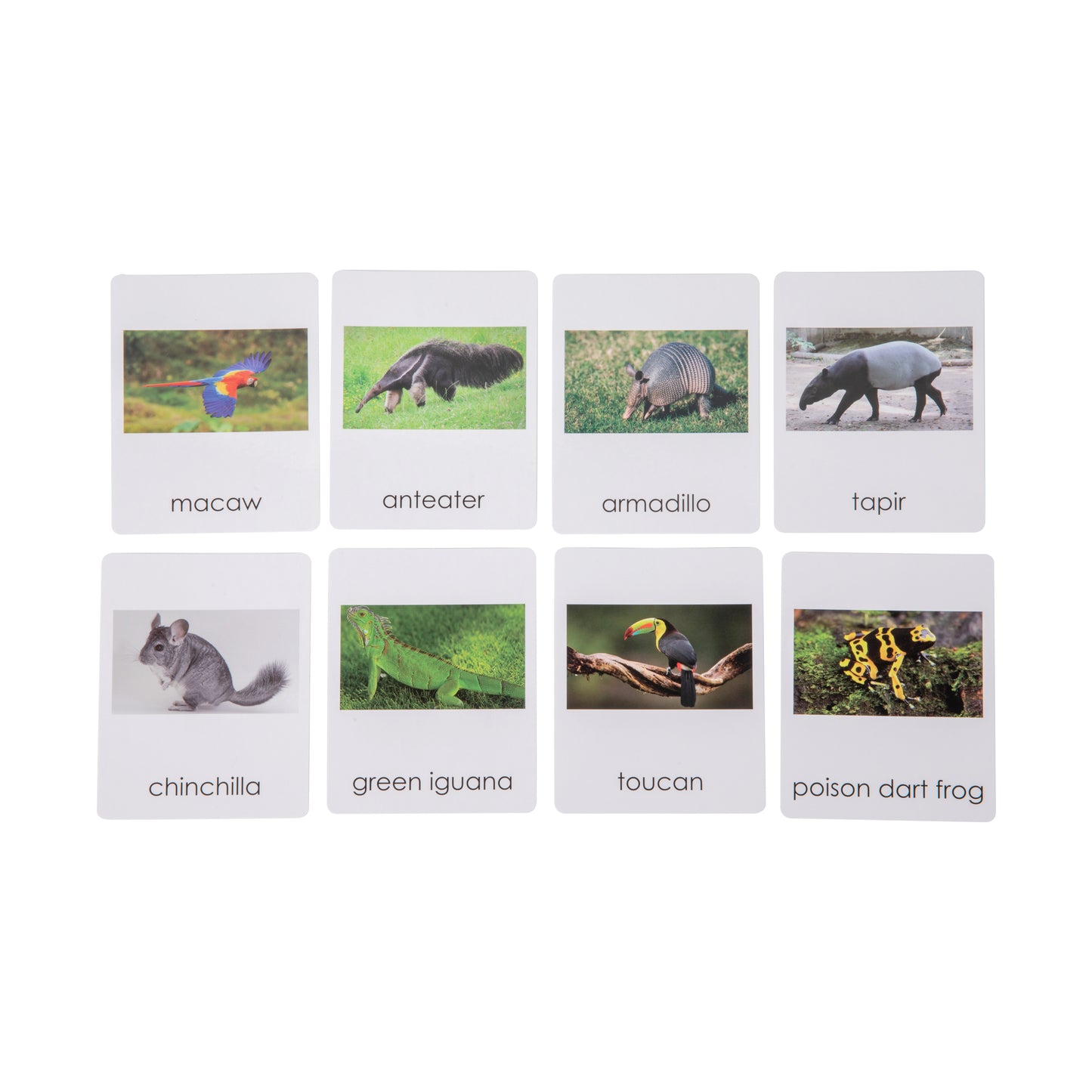 South American Wildlife Sorting Cards