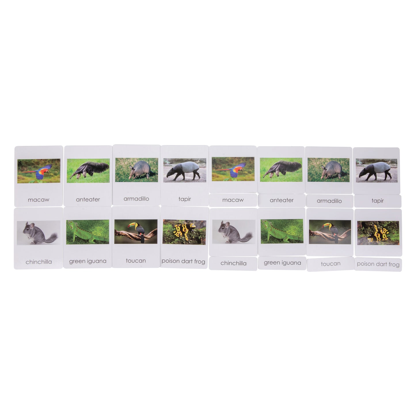 South American Wildlife Sorting Cards