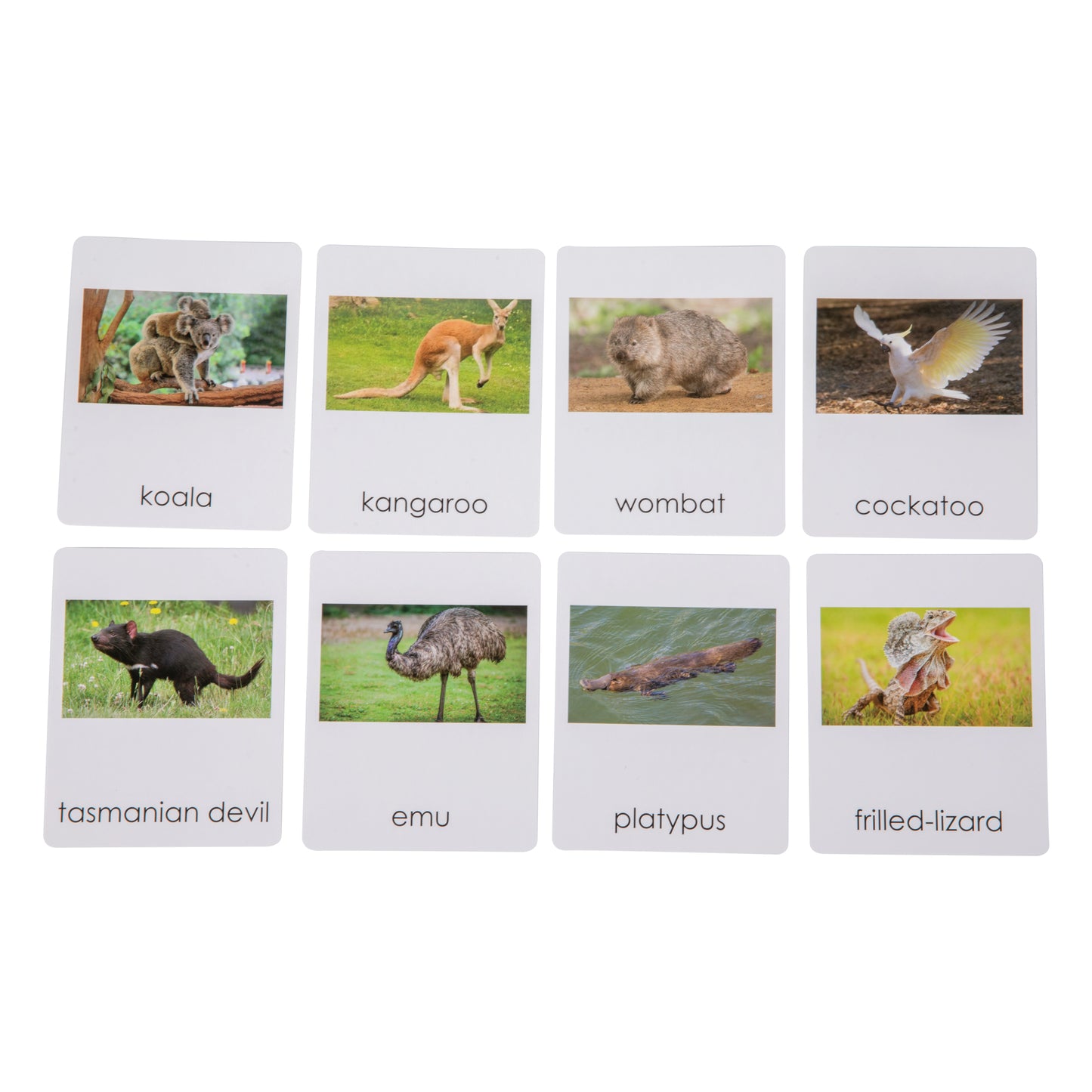 Australia Wildlife Sorting Cards