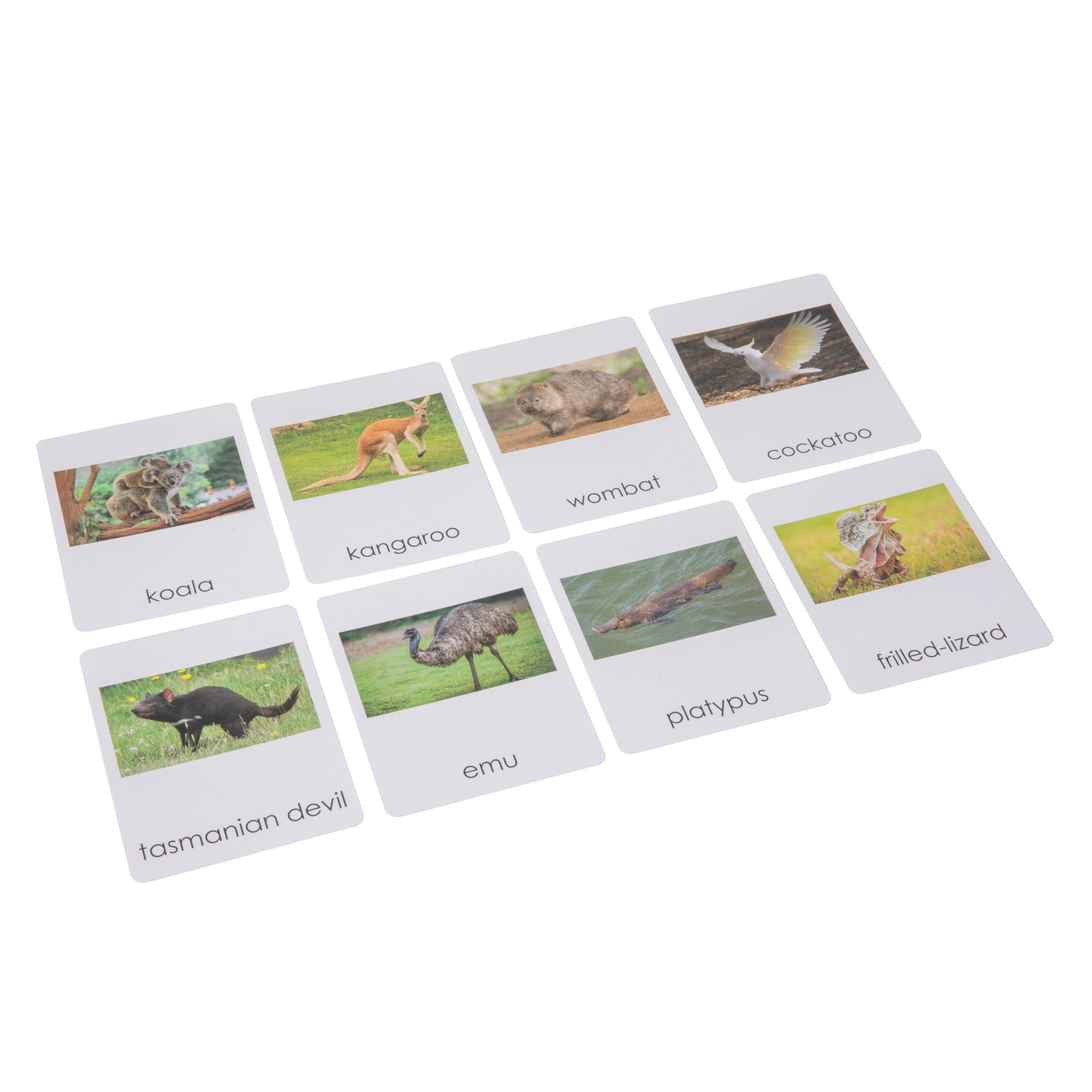 Australia Wildlife Sorting Cards