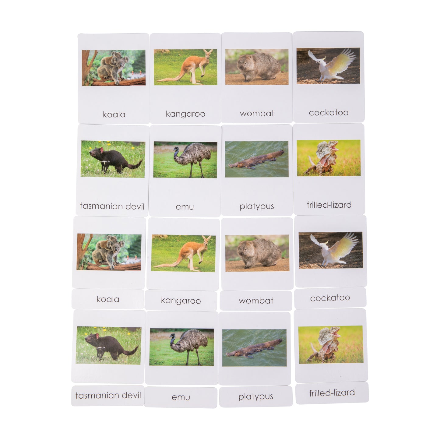 Australia Wildlife Sorting Cards