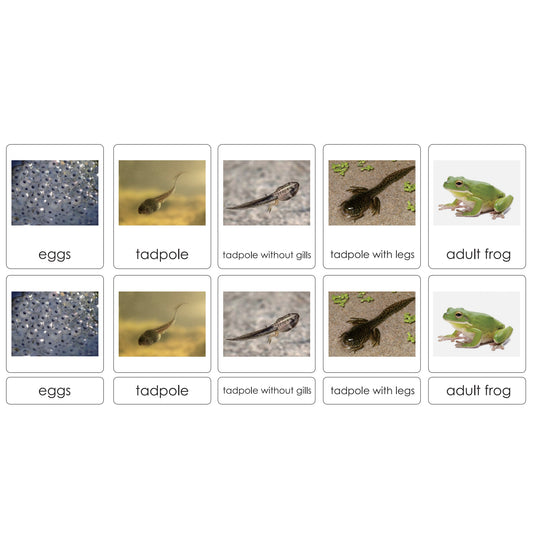Sorting Cards-Frog Life Cycle EN