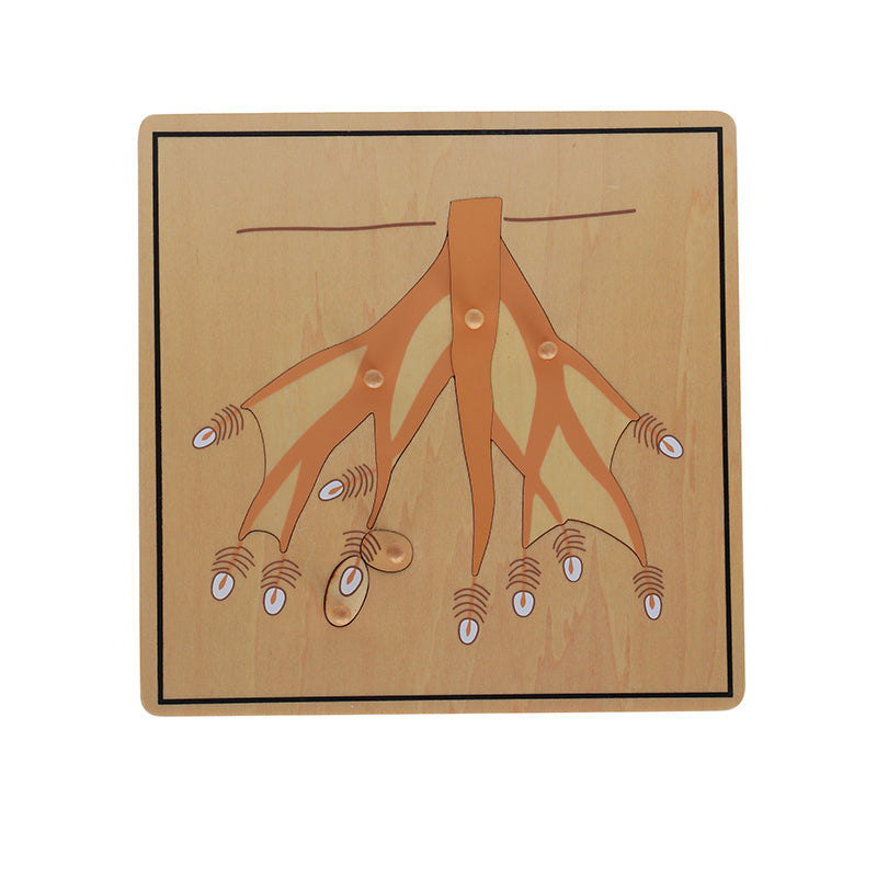 Root Puzzle