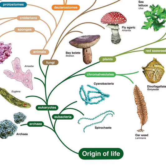 The Tree of Life Poster – Origin of Species, Darwin Evolution Chart for Educational Decor (Multiple Sizes)