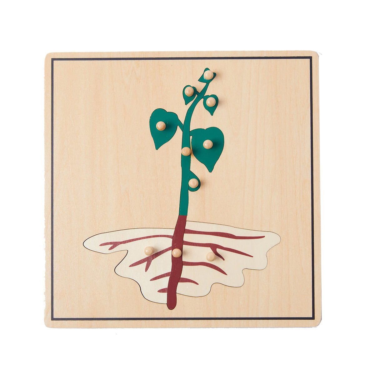 Life Cycle of Seed Puzzle -SET of 4