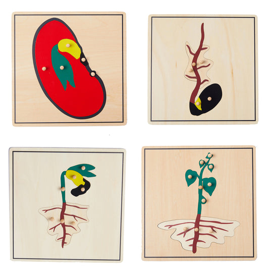 Life Cycle of Seed Puzzle -SET of 4