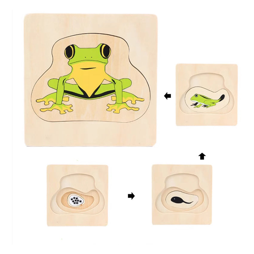 Life Cycle of Frog Puzzle