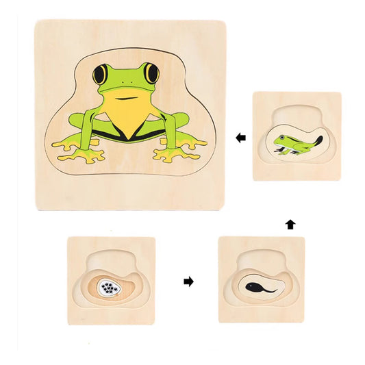 Life Cycle of Frog Puzzle