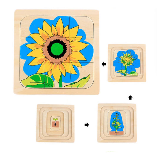 Life Cycle of Sunflower Puzzle