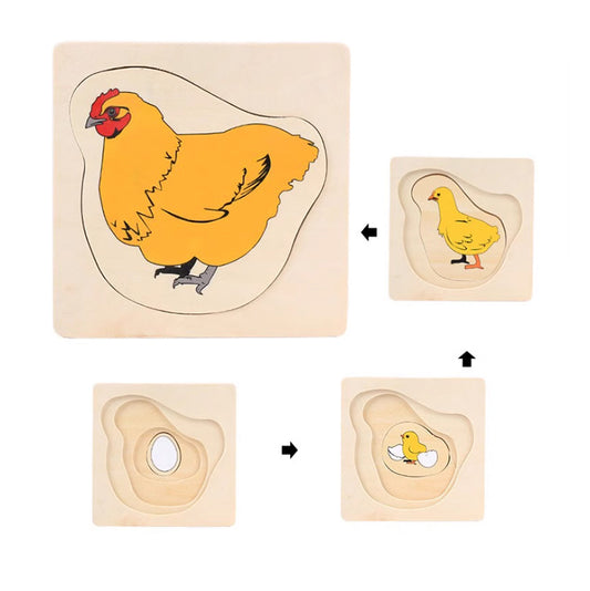 Life Cycle of Chick Puzzle