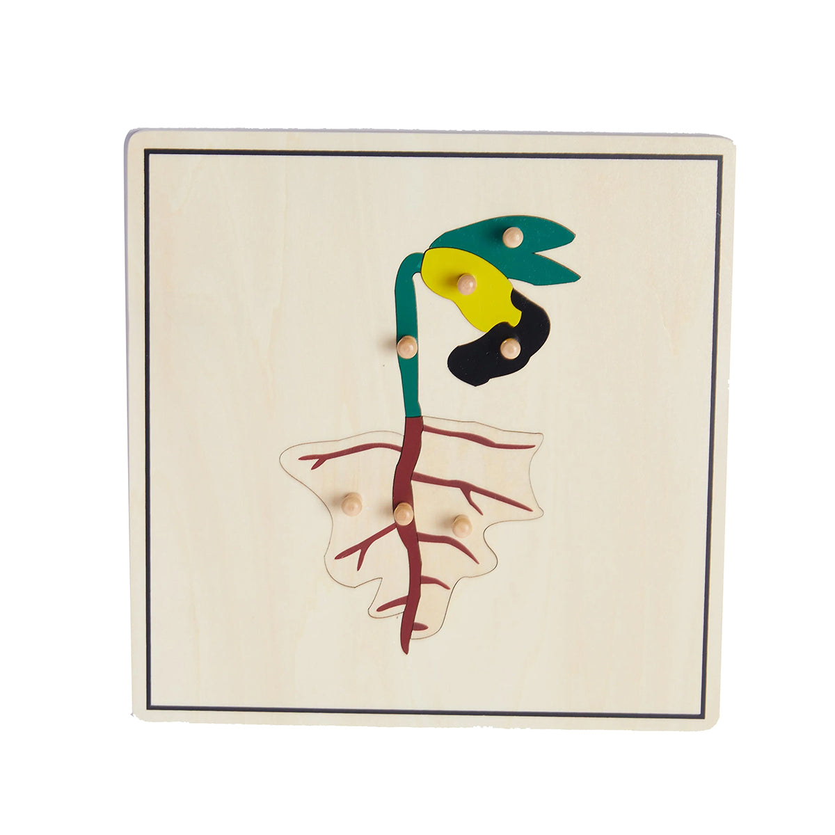 Life Cycle of Seed Puzzle -SET of 4