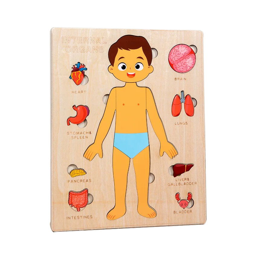 Internal Organs - Boy
