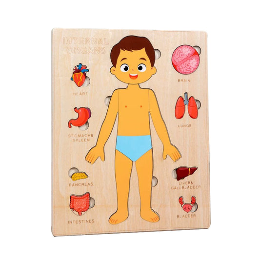 Internal Organs - Boy