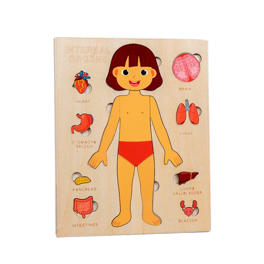 Internal Organs - Girl