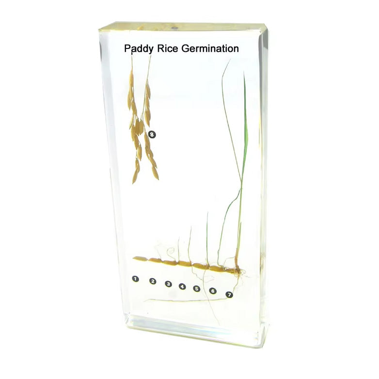 Acrylic Specimen