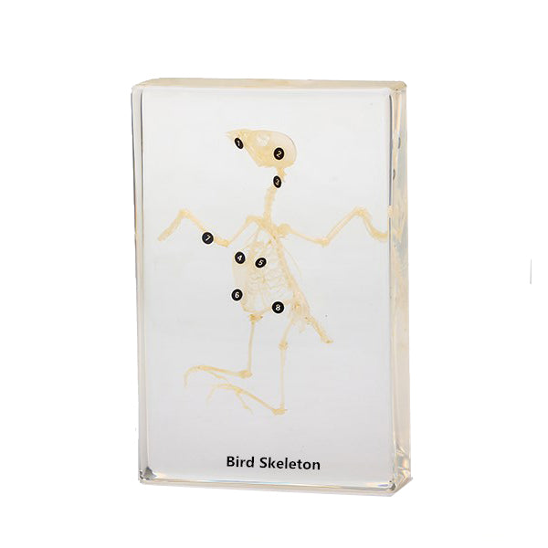 Acrylic Specimen