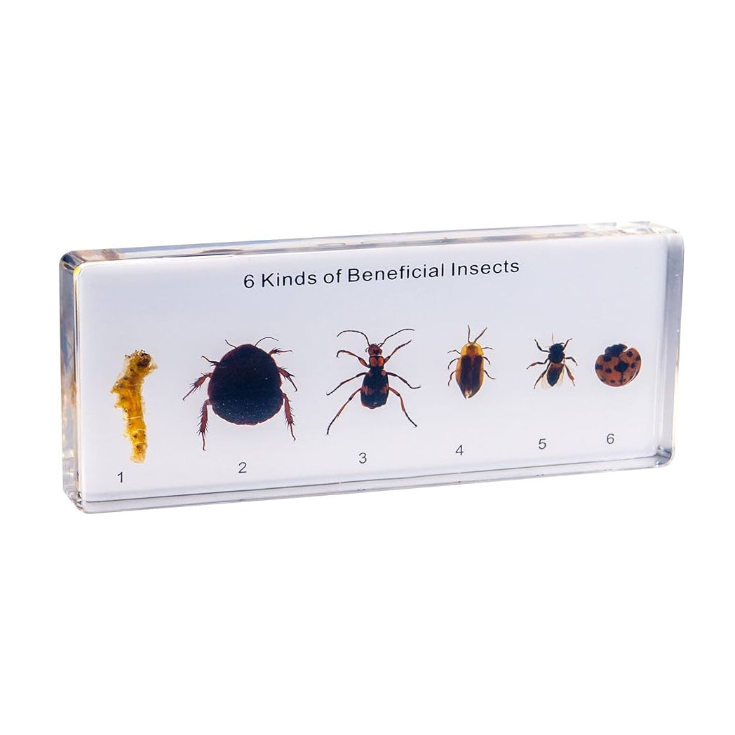 Acrylic Specimen