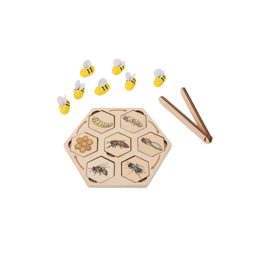 Life Cycle of Honey Bee