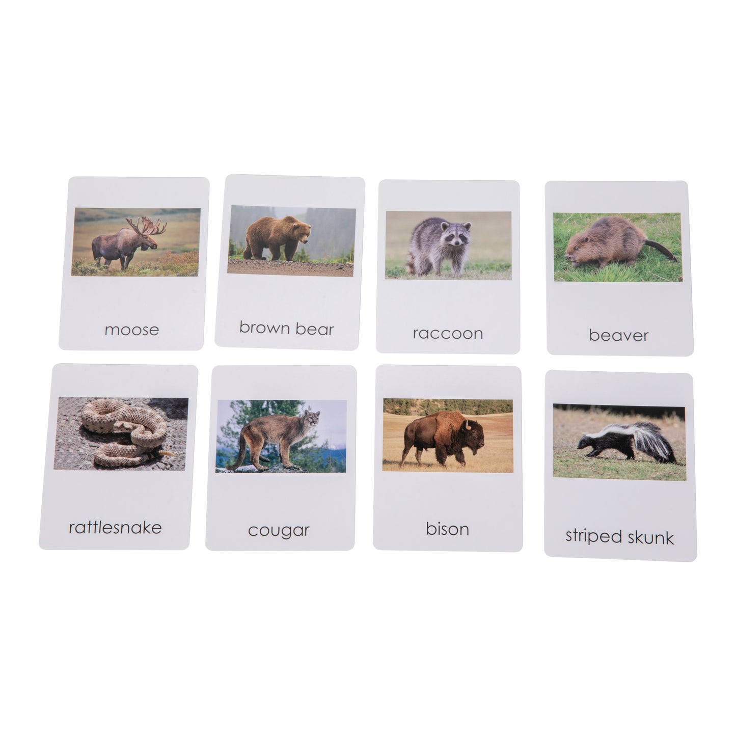 Animal from North America Objects with Sorting Cards