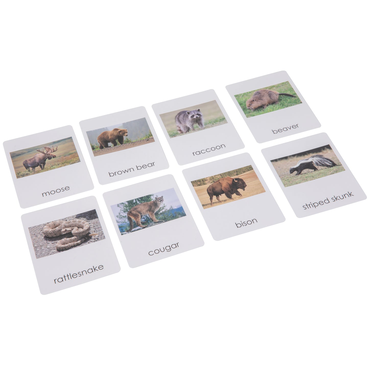North American Wildlife  Sorting Cards