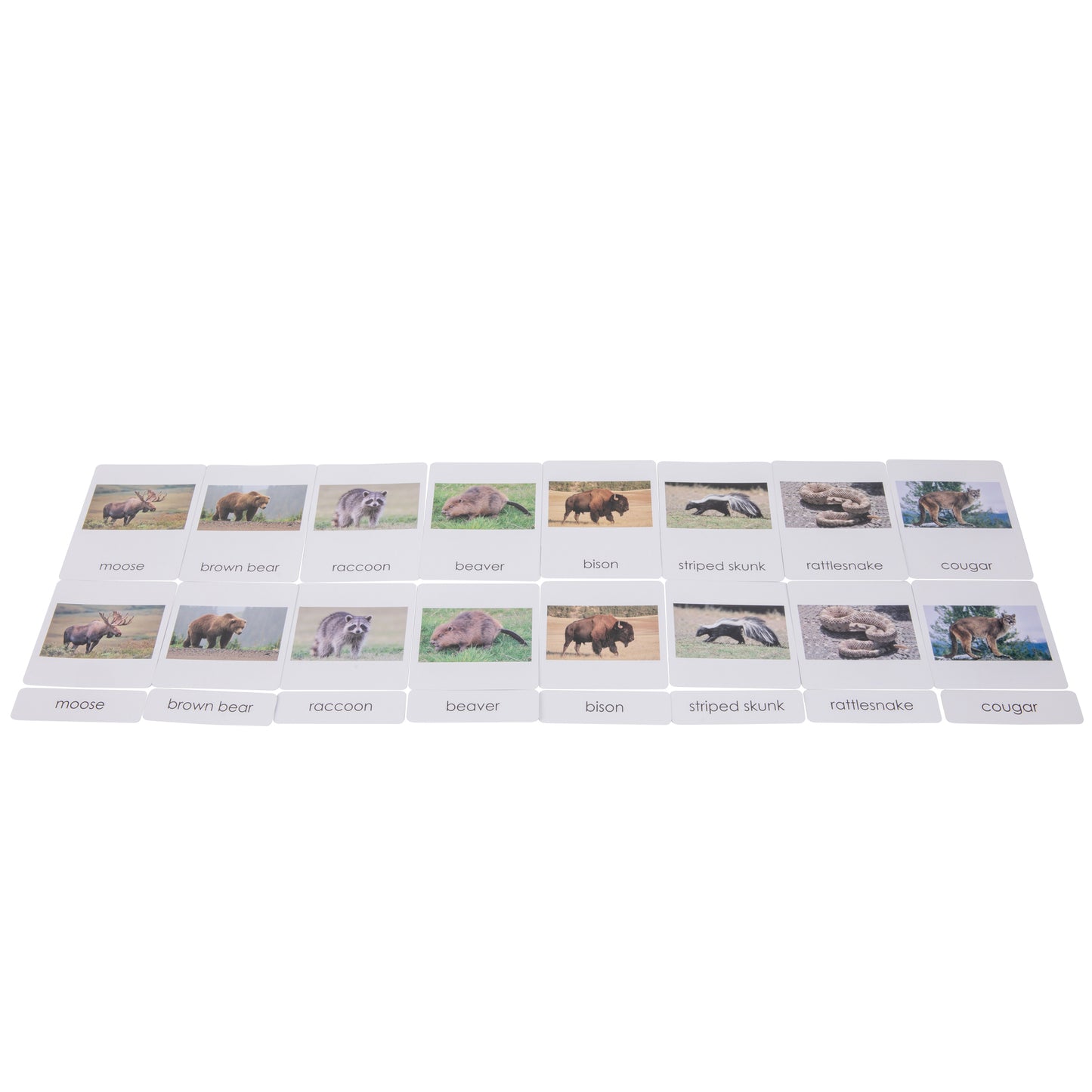 North American Wildlife  Sorting Cards