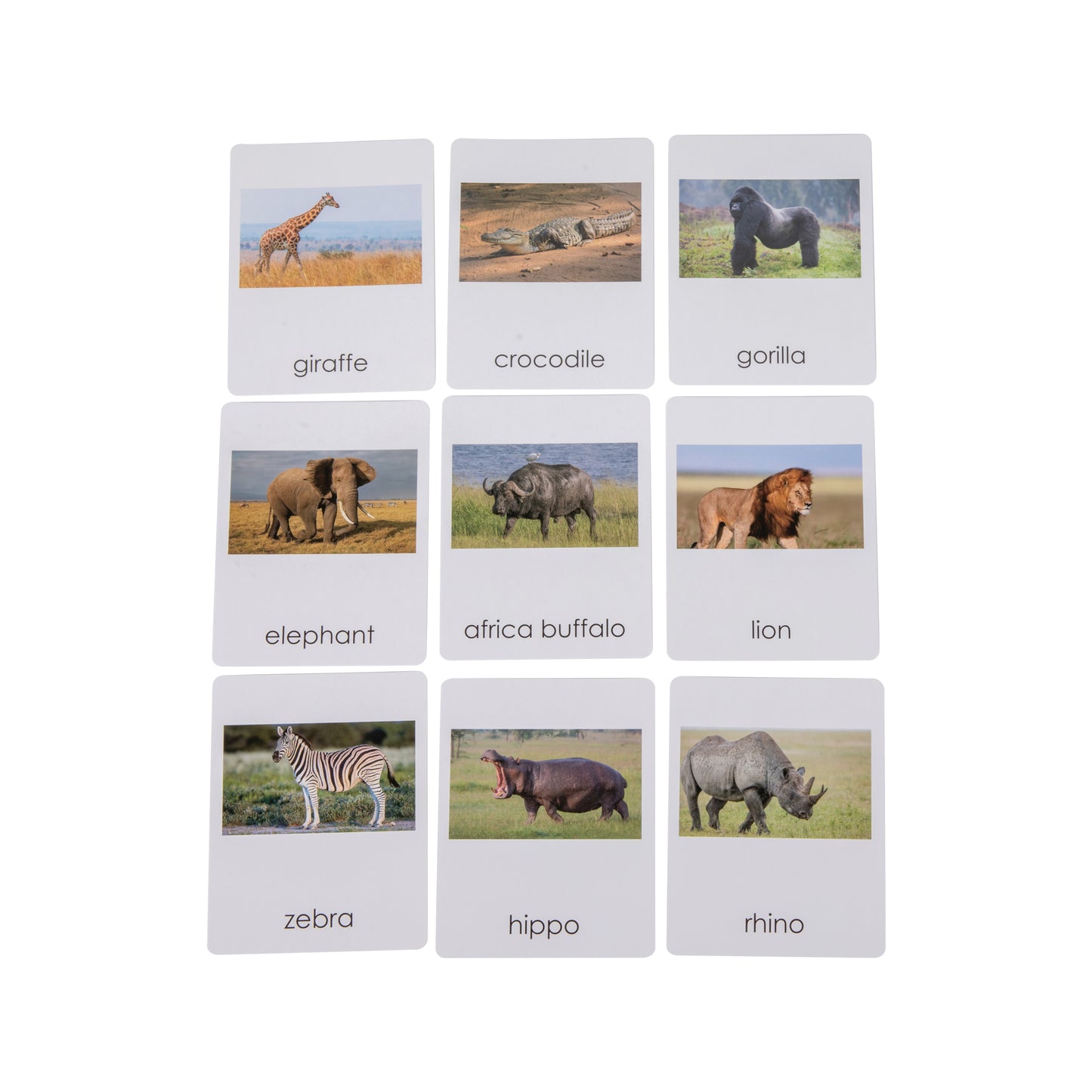 Africa Wildlife  Sorting Cards