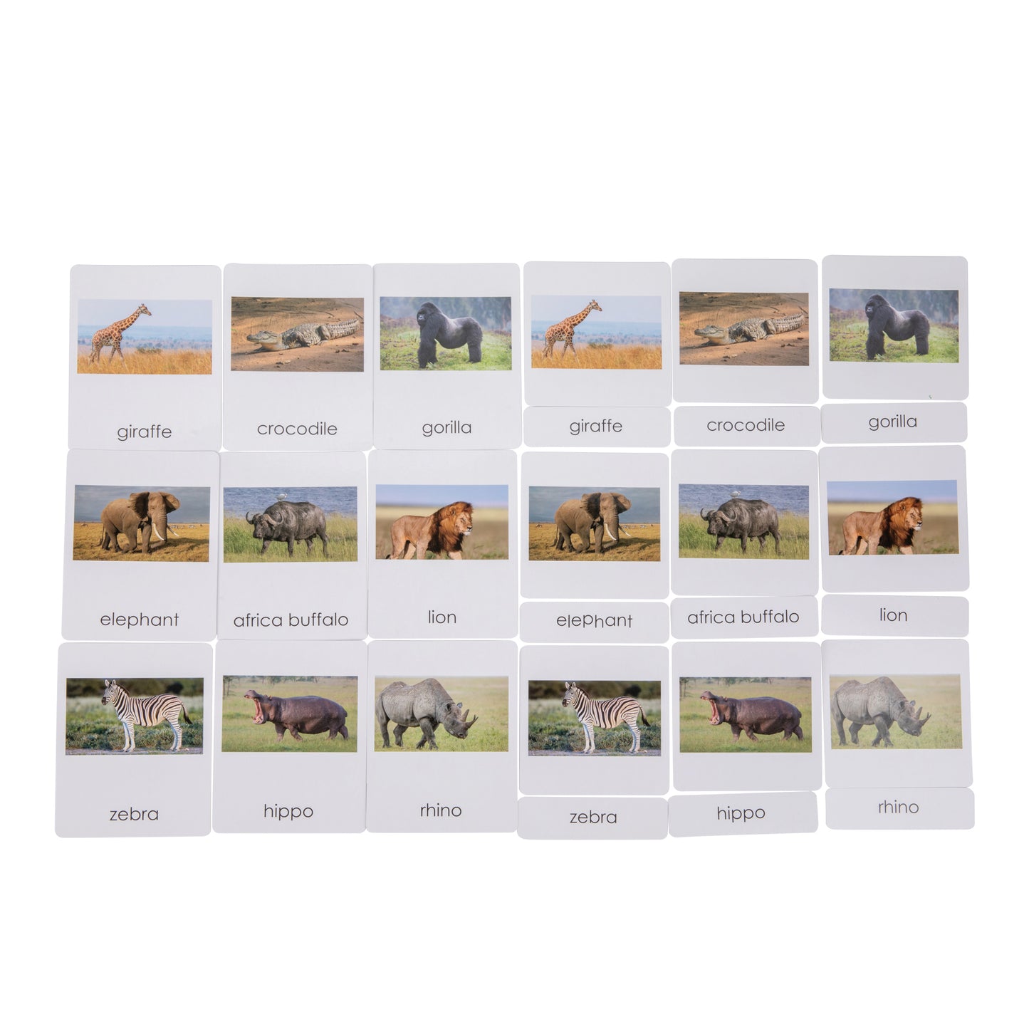 Africa Wildlife  Sorting Cards