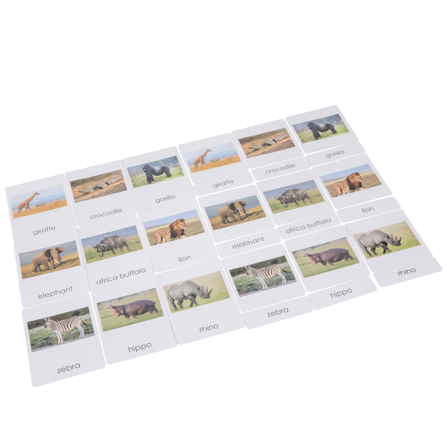 Africa Wildlife  Sorting Cards