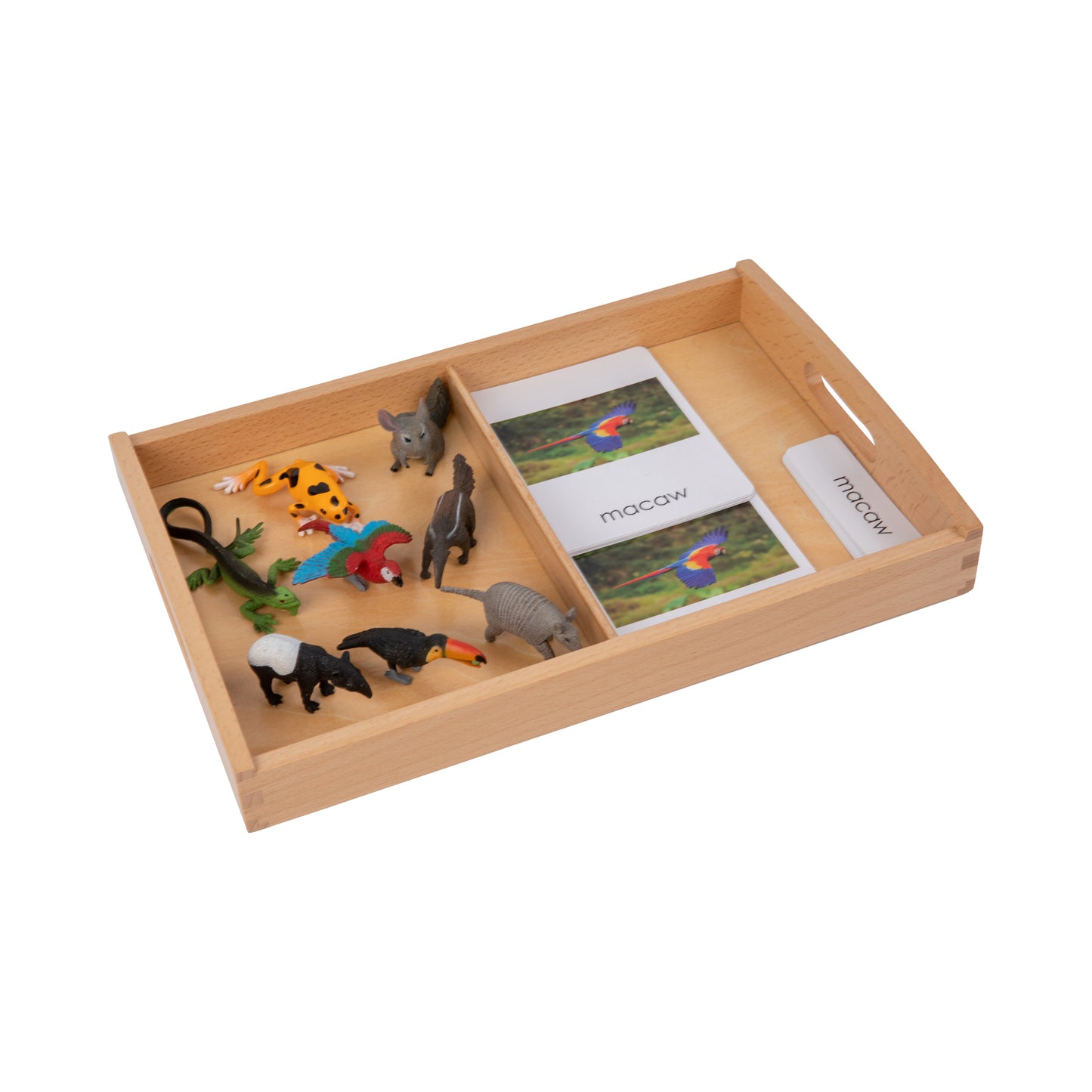 Animal from South America Objects with Sorting Cards