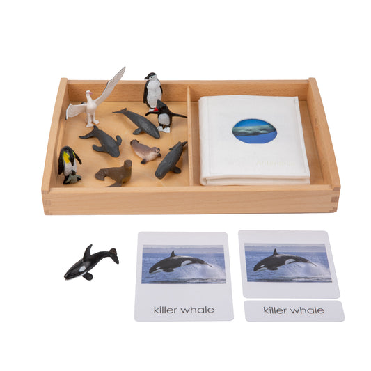 Animal from Antarctica Objects with Sorting Cards