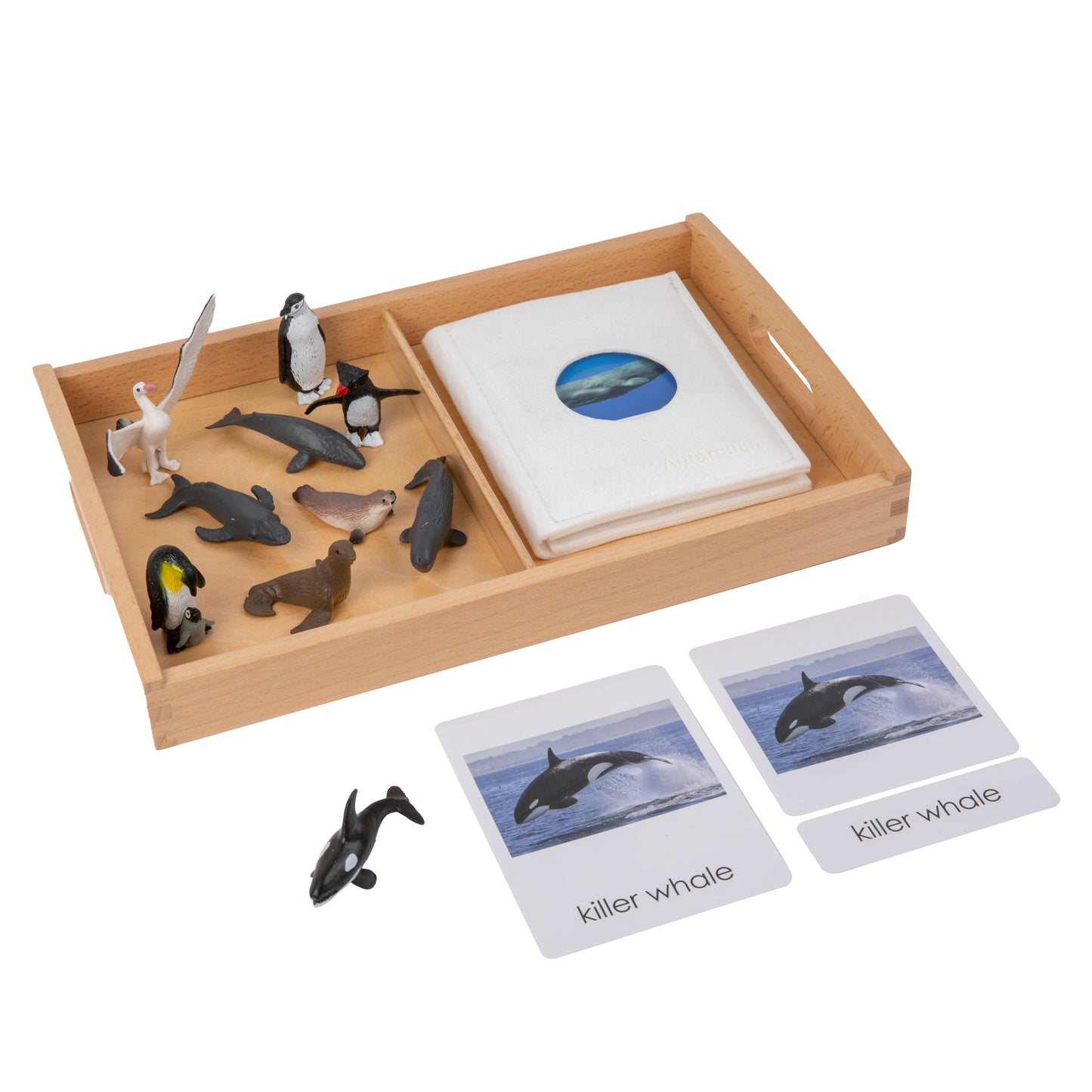 Animal from Antarctica Objects with Sorting Cards