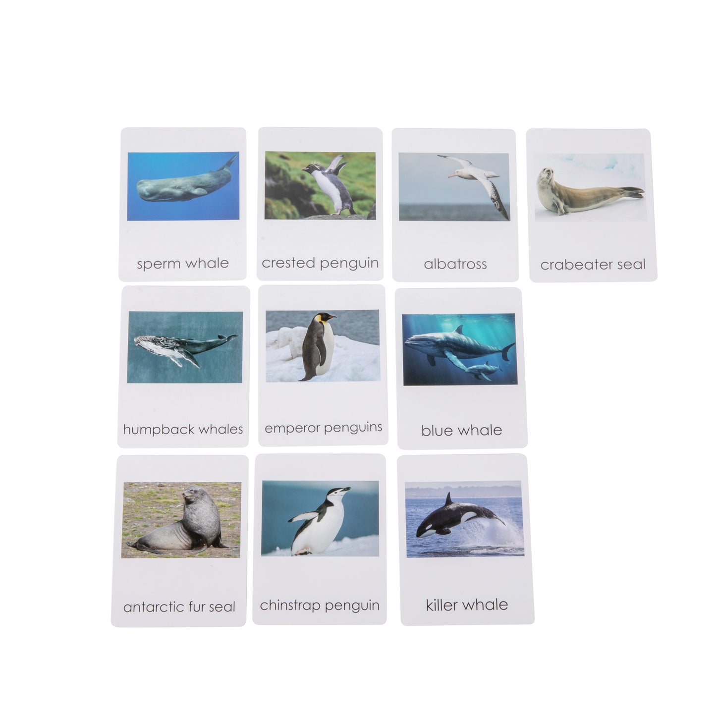 Antarctica Wildlife Sorting Cards EN