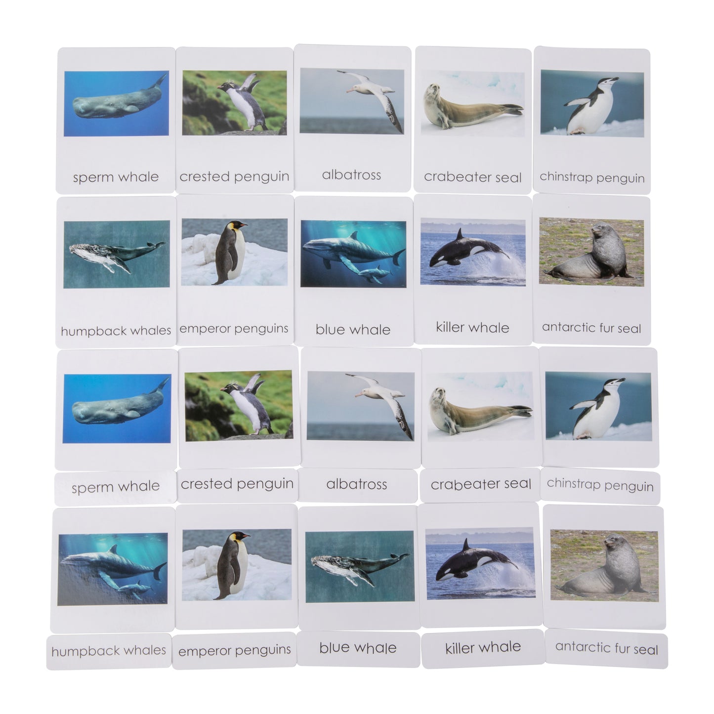 Antarctica Wildlife Sorting Cards EN
