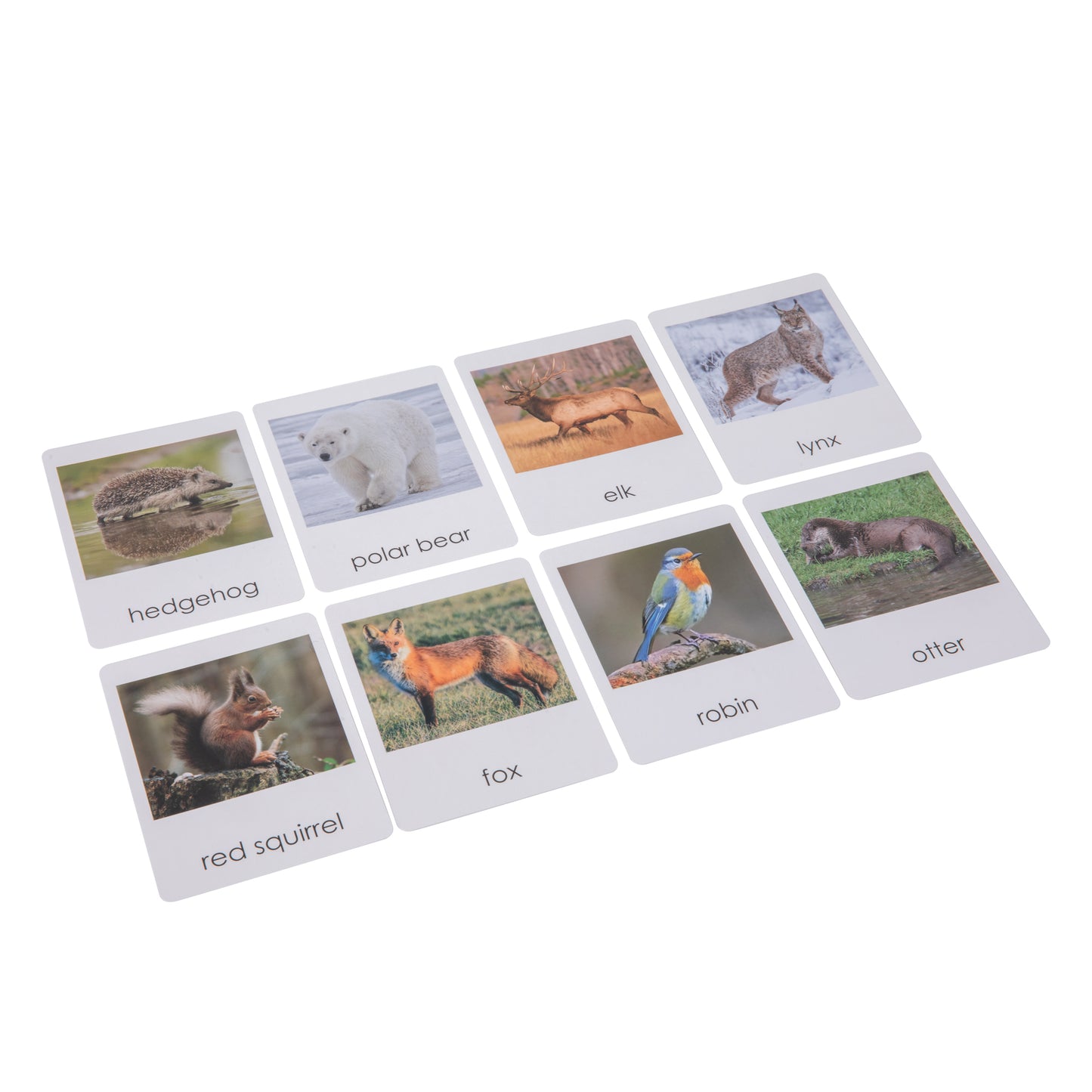 European Wildlife  Sorting Cards