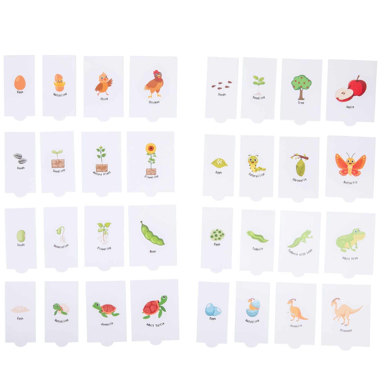 Multiple Shapes Puzzle with Life Cycle Cards