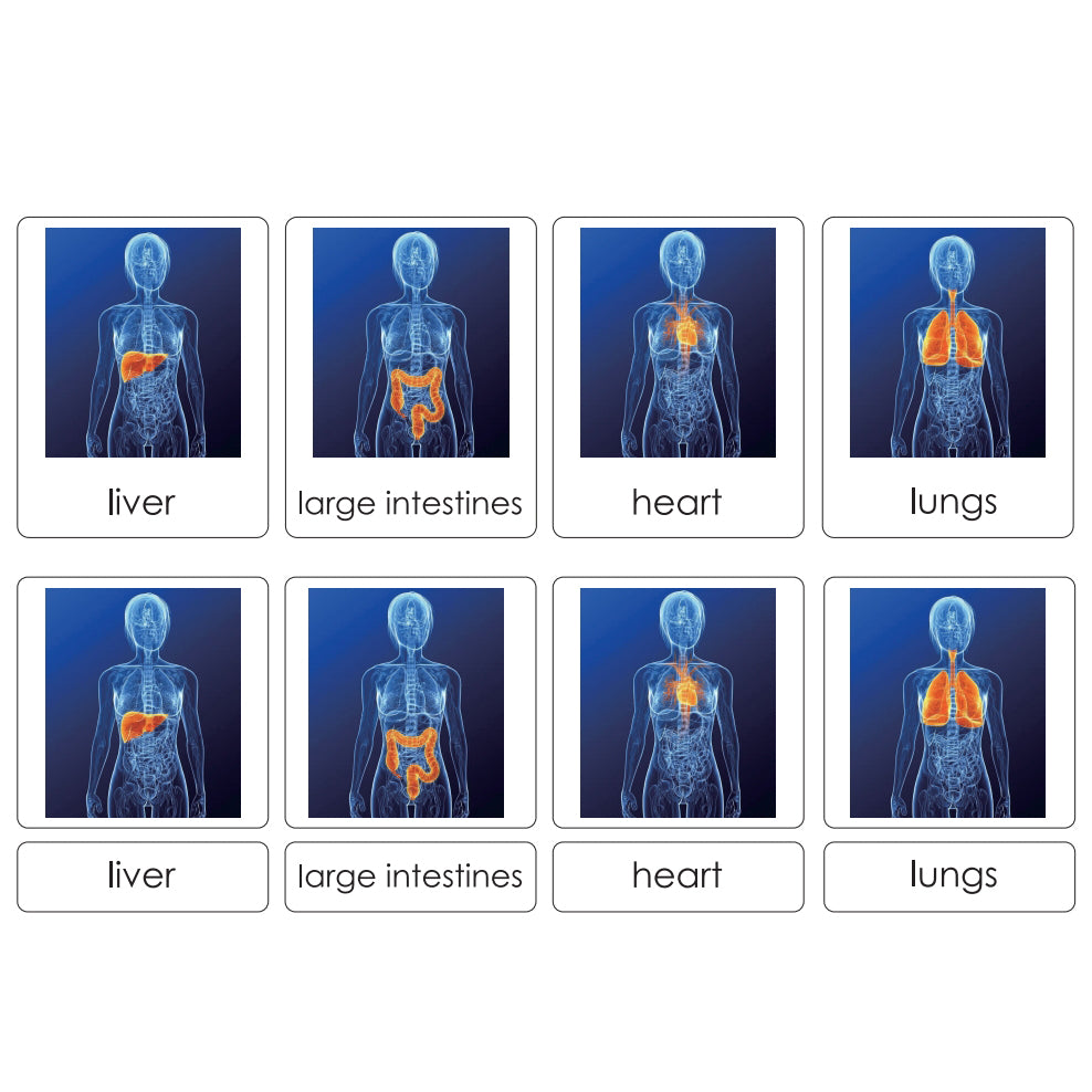 Sorting Cards-Human Organs EN