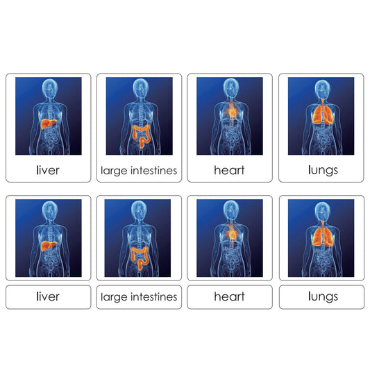 Sorting Cards-Human Organs EN