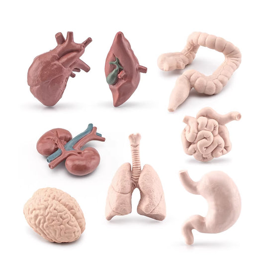 Objects - Human Organs