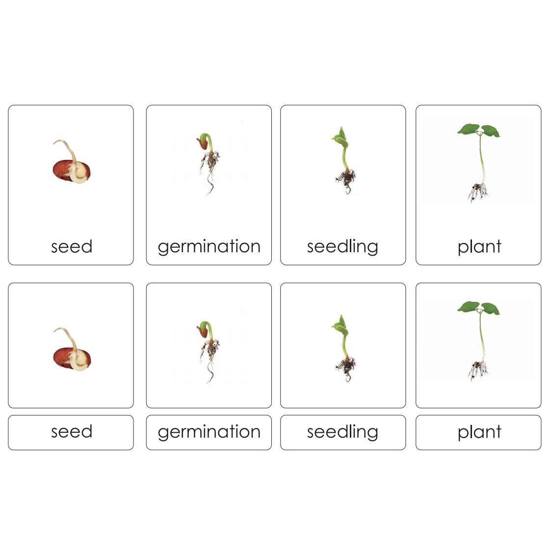 Sorting Cards-Seed Life Cycle EN