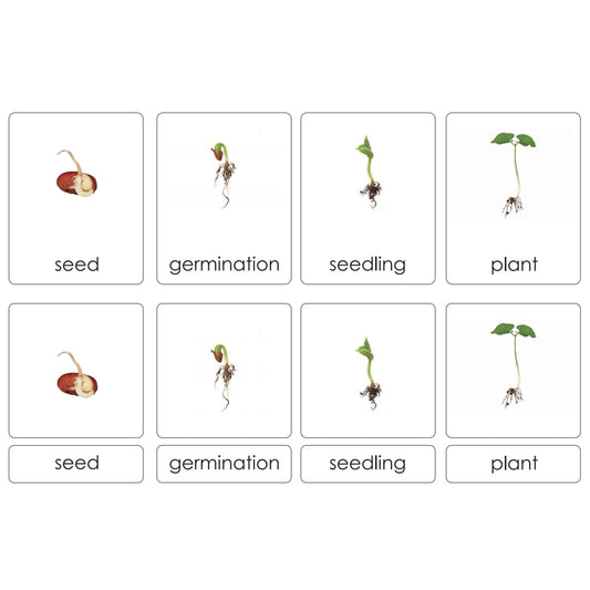 Sorting Cards-Seed Life Cycle EN